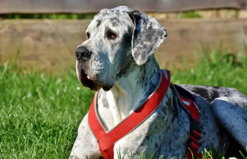 great dane lying down